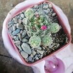 Mammillaria vetulaEscorça