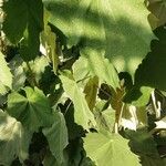 Pterospermum acerifolium Hoja