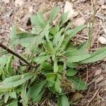 Solidago nemoralis Leaf