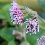 Petasites pyrenaicus Цвят