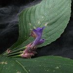 Strobilanthes bracteata 整株植物