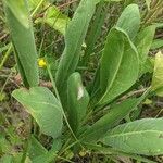 Solidago rigida Folla