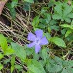 Vinca minorKwiat