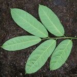 Dichostemma glaucescens Leaf