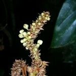 Paullinia rugosa Други