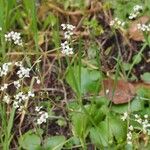 Micranthes californica Hábito