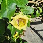 Solandra maxima Floro