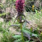 Pedicularis recutitaFlower