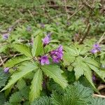 Cardamine pentaphyllos Květ