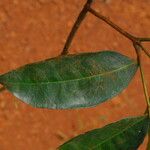 Julbernardia seretii Hoja