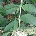 Buddleja albiflora Ліст