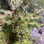 Juniperus communis Листок