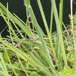 Avenula pubescens Likasa