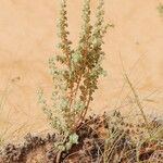 Euphorbia scordiifolia Habit