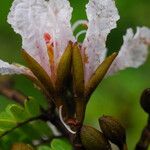 Tessmannia anomala Flor