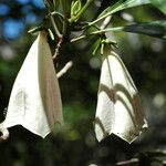 Thiollierea rigaultii Fruit