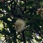 Syzygium jambos Flower