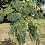 Albizia julibrissin Habitus