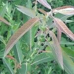 Salix eriocephala Blatt