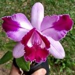 Cattleya intermedia Bloem