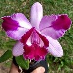 Cattleya intermedia ফুল