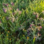 Anchusa officinalis Habit