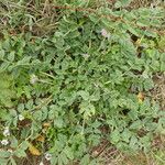 Erodium moschatum Bark