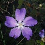 Tibouchina hatschbachii