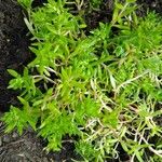 Sedum sarmentosum List