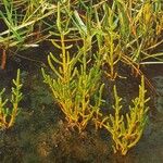 Salicornia europaea Blatt