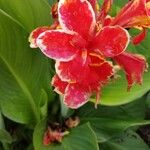 Canna × hybridaFlower