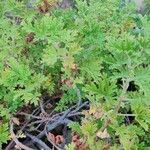Pelargonium graveolens Blad