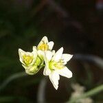 Nothoscordum gracile Fleur