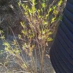 Salix viminalis Hoja