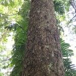 Toona ciliata Bark
