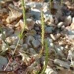 Crucianella latifolia Folla