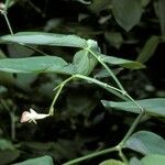 Maranta arundinacea 花