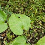 Smilax tamnoides Blatt