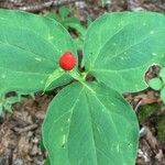 Trillium undulatum برگ