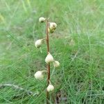 Pyrola chlorantha Virág