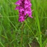 Anacamptis pyramidalisFlower