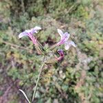 Plumbago europaea Virág