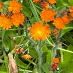 Pilosella guthnikiana Flor