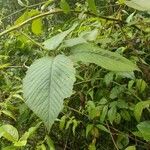 Rubus urticifolius Leaf