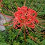 Lycoris radiata Kvet