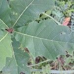 Quercus bicolor পাতা