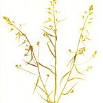 Thesium linophyllon Blatt