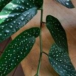 Begonia maculata Frunză