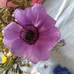 Anemone coronaria Flors