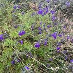 Salvia chamaedryoides Flor